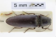 Foto (Dorsalansicht) von Anisomerus sylvestris (NHMW-ZOO-COL-0008505)
